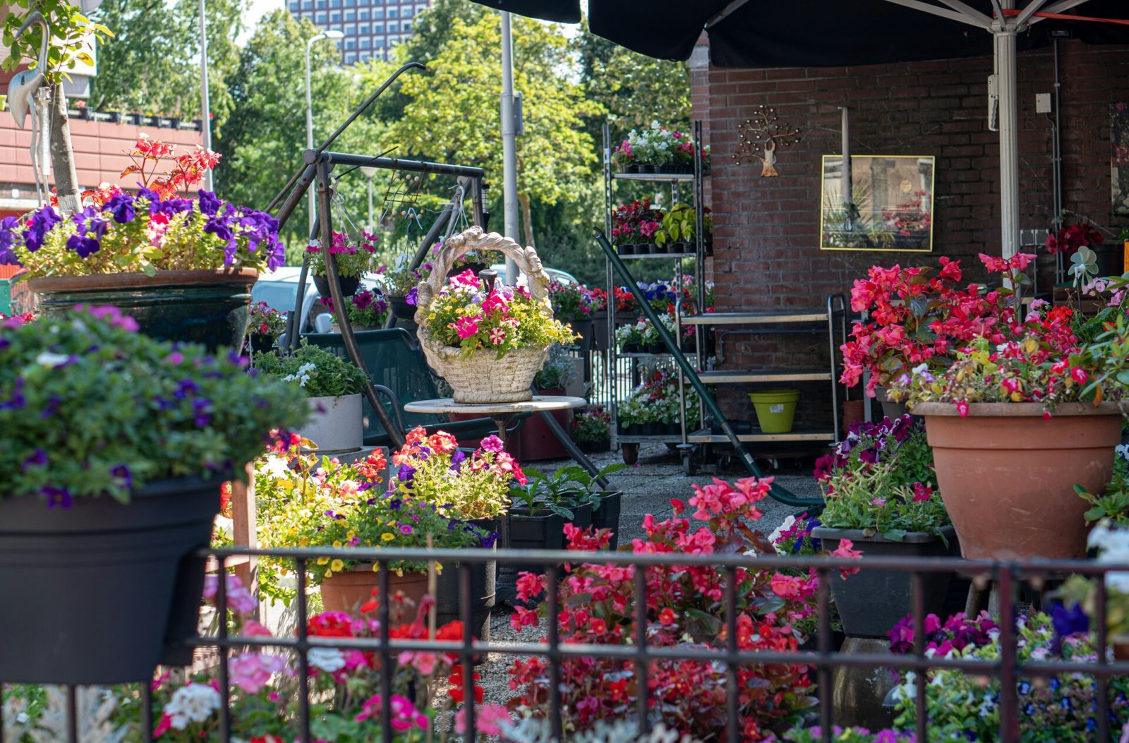 10 Medicinal Plants You Can Grow on Your Balcony